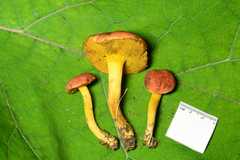 Boletus subfraternus