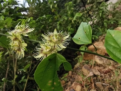 Passiflora auriculata