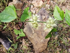 Passiflora auriculata