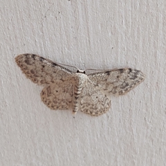 Idaea camparia