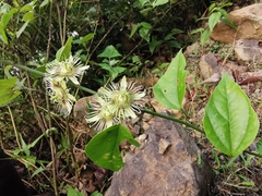 Passiflora auriculata