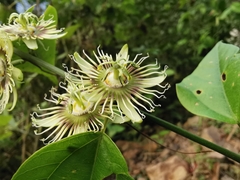 Passiflora auriculata