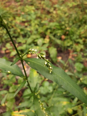 Persicaria hydropiper