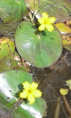 Nymphoides fallax