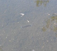 Pseudoxiphophorus bimaculatus