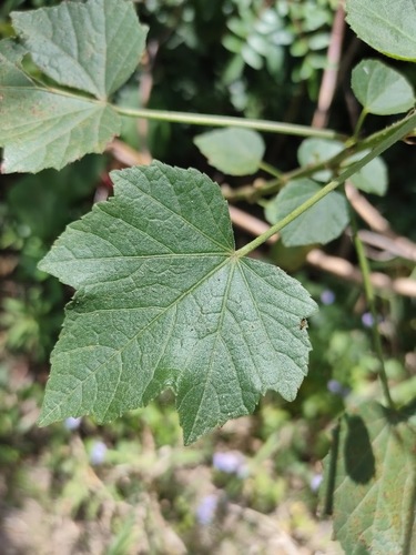 Prickly Hibiscus