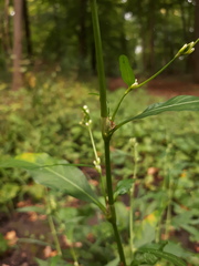 Persicaria hydropiper