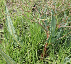 Rumex dumosus