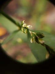 Persicaria hydropiper