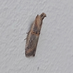 Psorosa dahliella