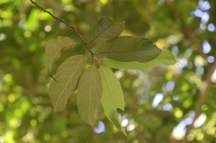 Artocarpus hypargyreus