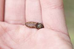 Prosternon bombycinum