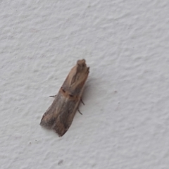 Psorosa dahliella