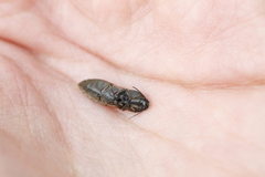 Prosternon bombycinum