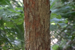 Artocarpus hypargyreus