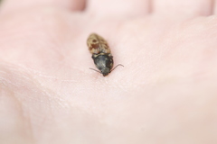 Prosternon bombycinum