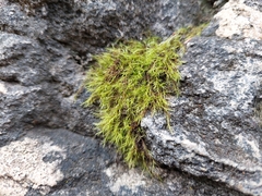 Flexitrichum gracile