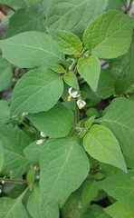 Solanum nigrum