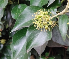 Hedera helix