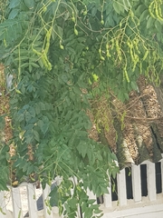 Styphnolobium japonicum