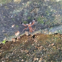 Portia albimana