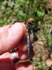 Sympetrum darwinianum