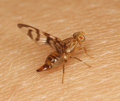 Euphranta canadensis