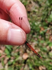 Sympetrum darwinianum