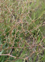 Rumex dumosus