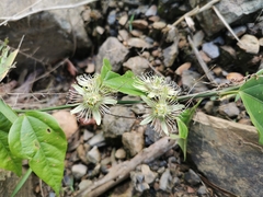 Passiflora auriculata