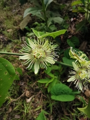 Passiflora auriculata