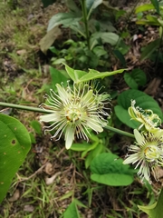 Passiflora auriculata