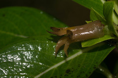 Geniostoma waiolani