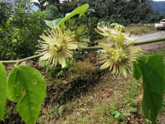 Passiflora auriculata