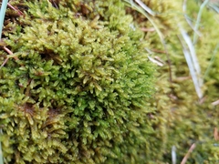 Palustriella falcata