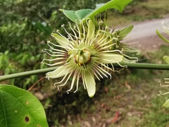 Passiflora auriculata