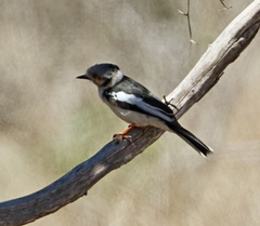 Prionops plumatus poliocephalus