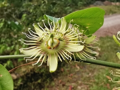 Passiflora auriculata