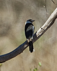 Prionops plumatus poliocephalus