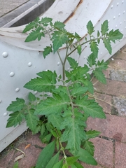 Solanum lycopersicum