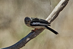 Prionops plumatus poliocephalus