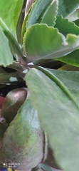 Magnoliopsida