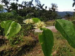 Passiflora auriculata