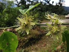 Passiflora auriculata
