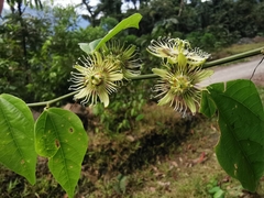 Passiflora auriculata
