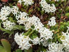 Pimelea glauca
