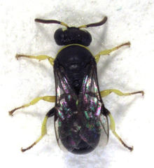 Hylaeus euxanthus