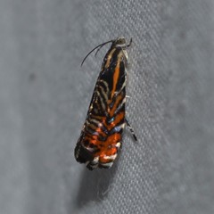Thaumatographa jonesi