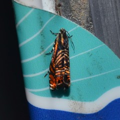 Thaumatographa jonesi