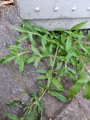 Buddleja davidii